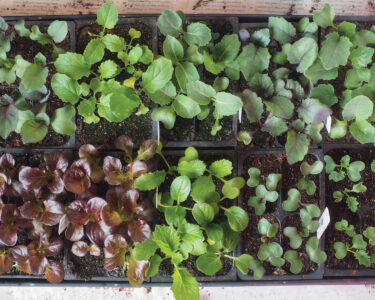 How to Start Seeds Indoors Image